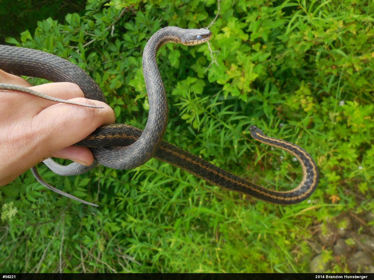 Eastern Gartersnake