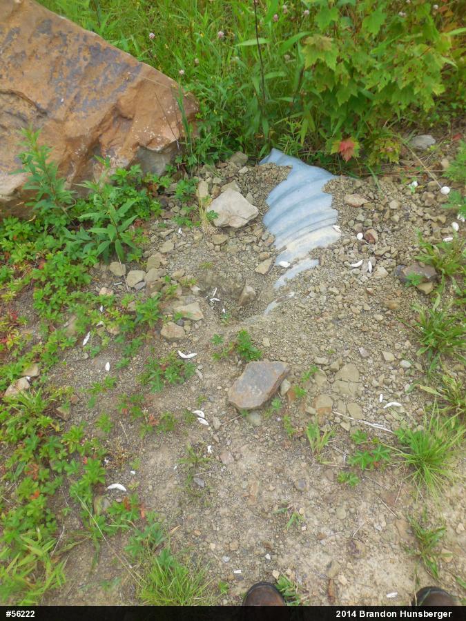 Snapping Turtle
