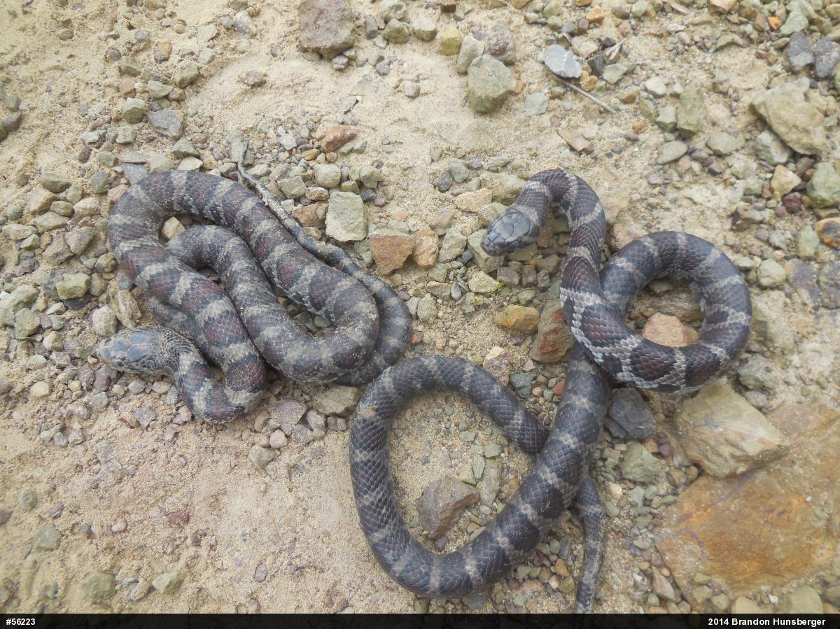 Eastern Milksnake