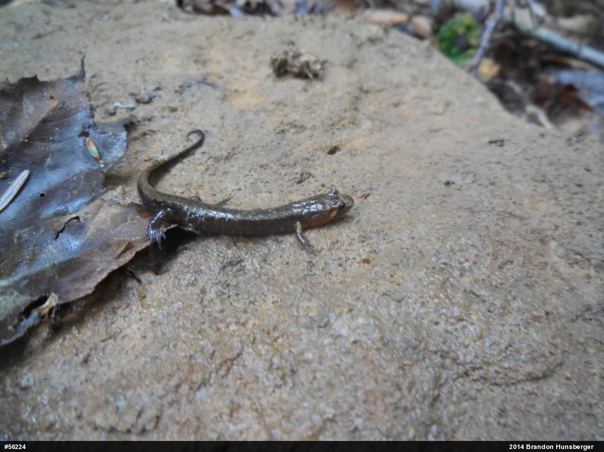 Allegheny Mountain Dusky Salamander