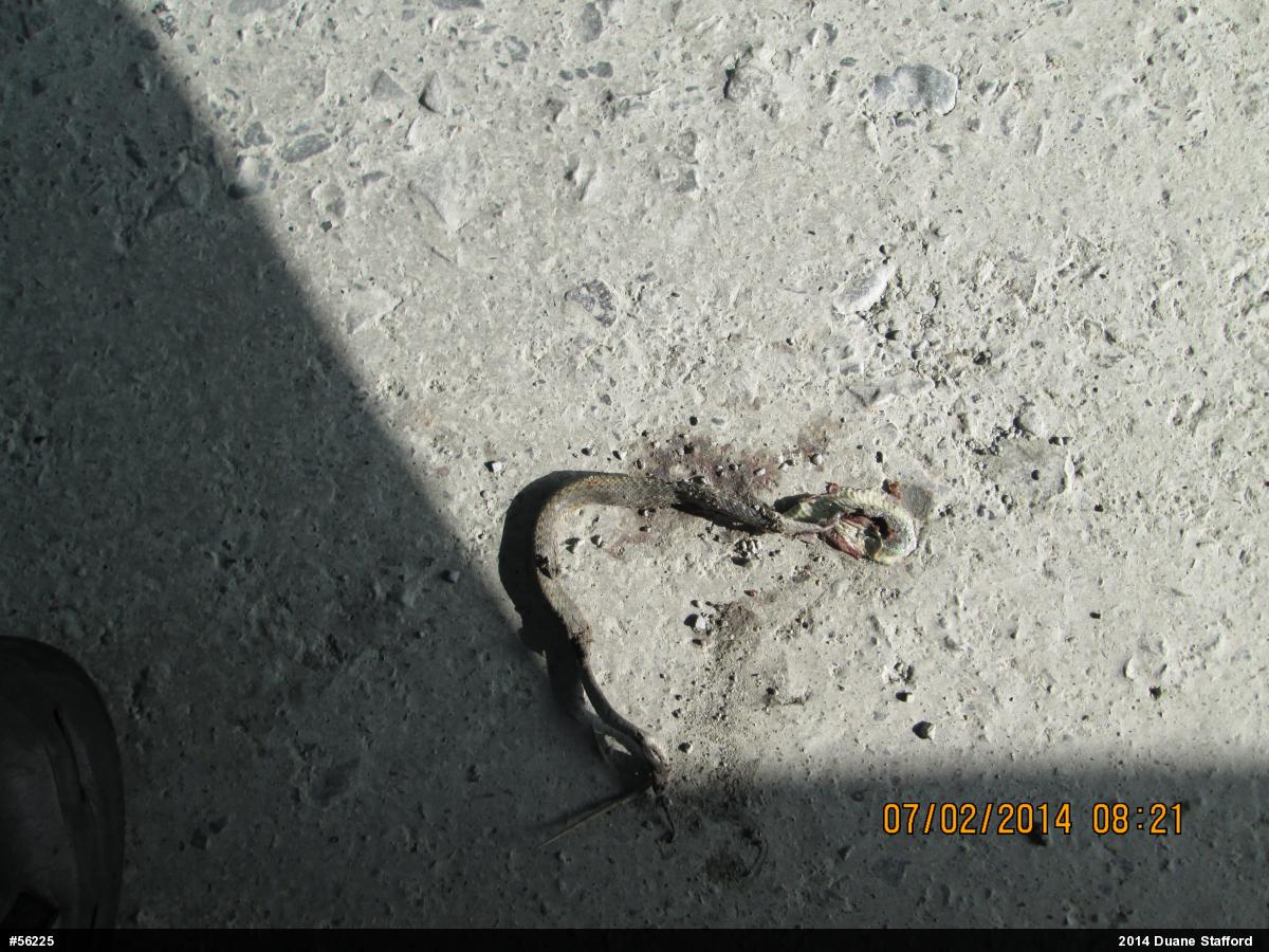 Eastern Gartersnake