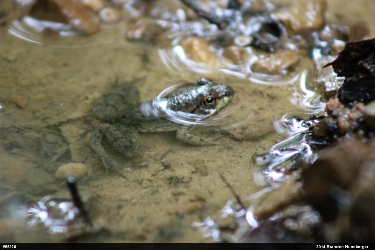 Green Frog