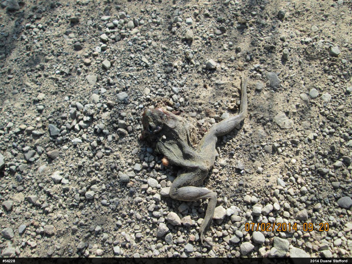 Green Frog