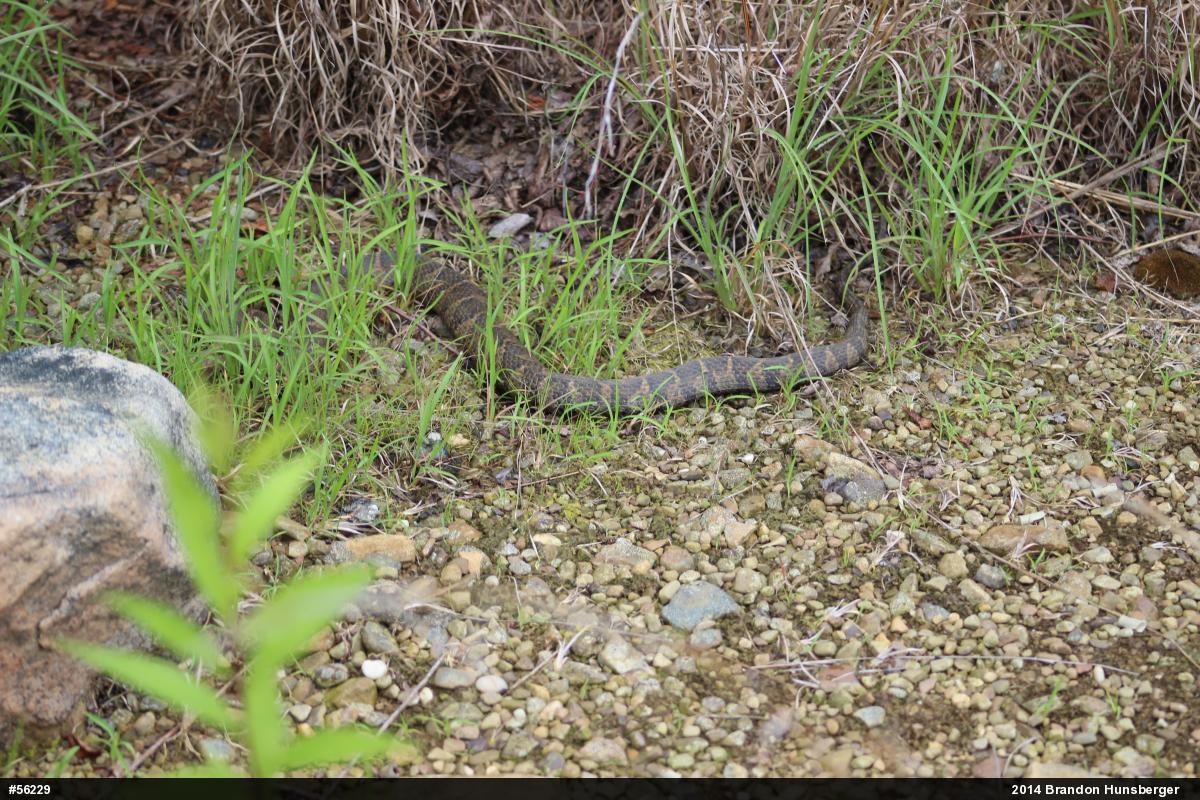 Northern Watersnake