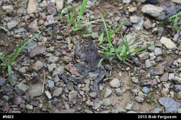 Eastern American Toad