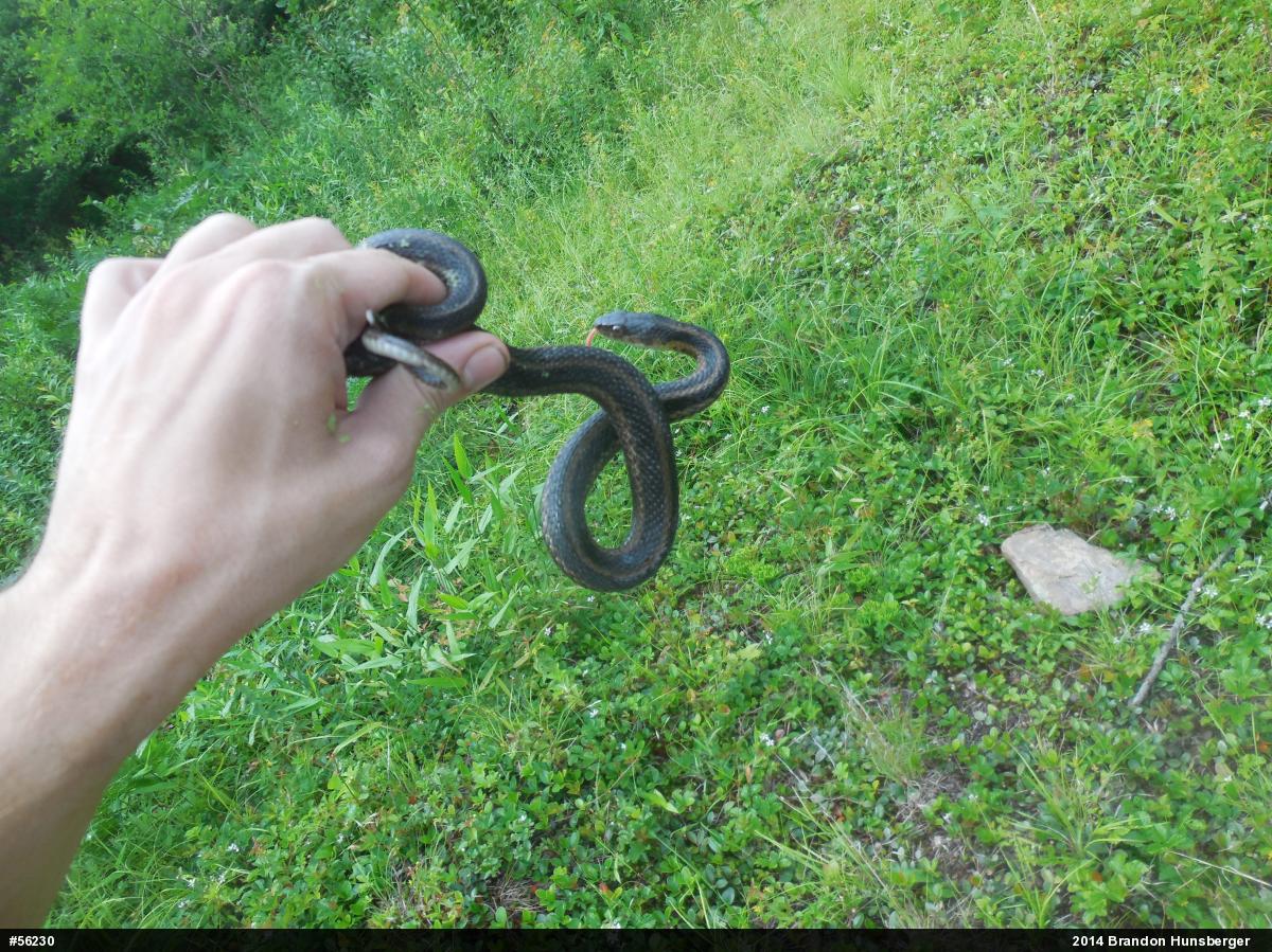 Eastern Gartersnake