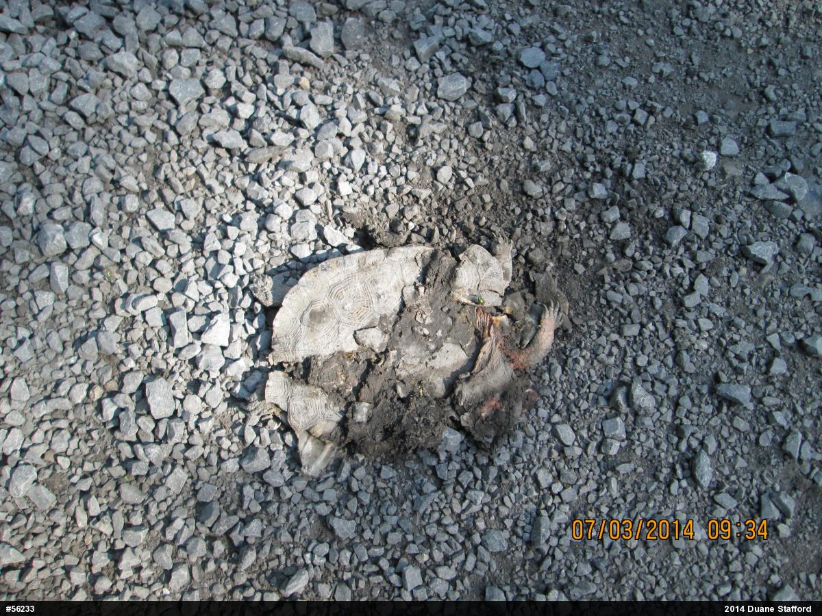 Wood Turtle