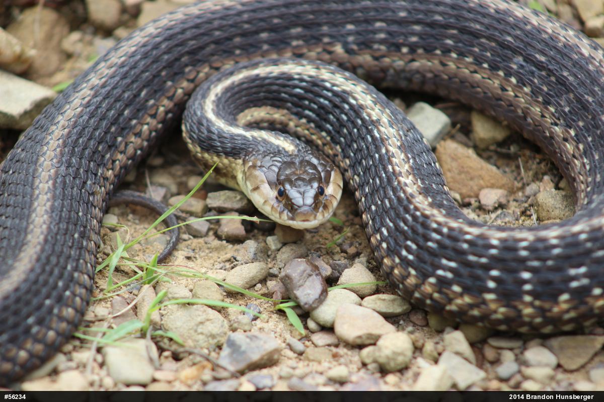 Eastern Gartersnake