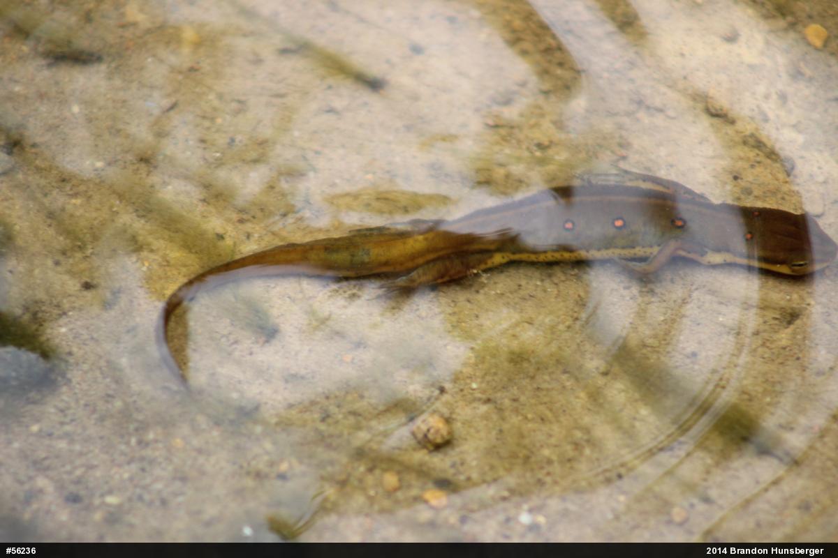 Red-spotted Newt