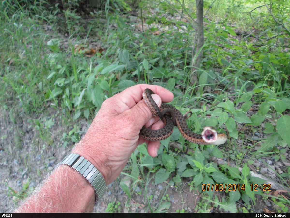 Eastern Gartersnake