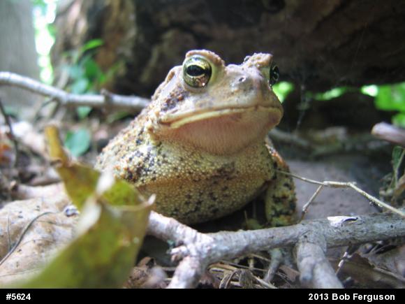 Eastern American Toad