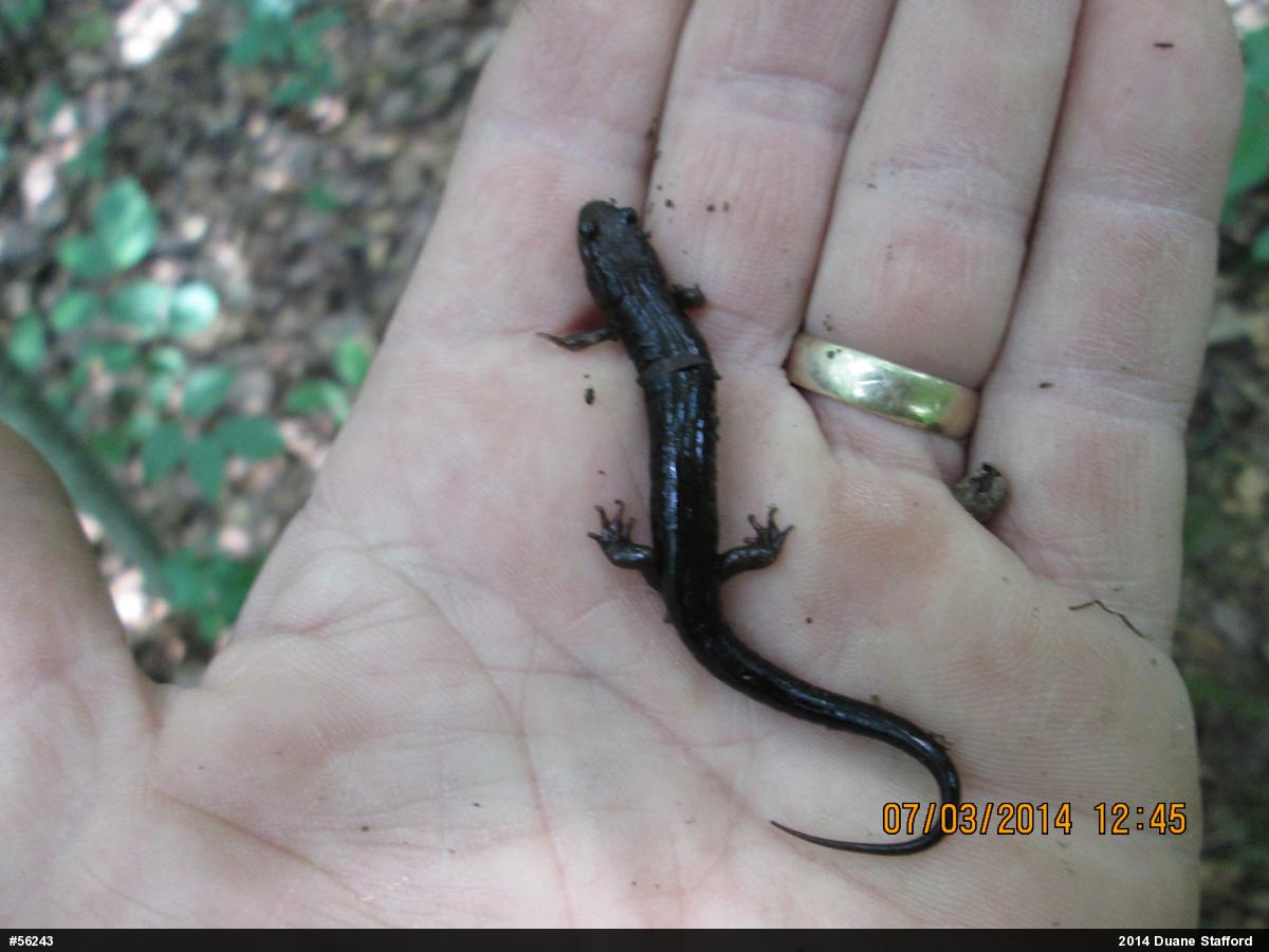 Allegheny Mountain Dusky Salamander