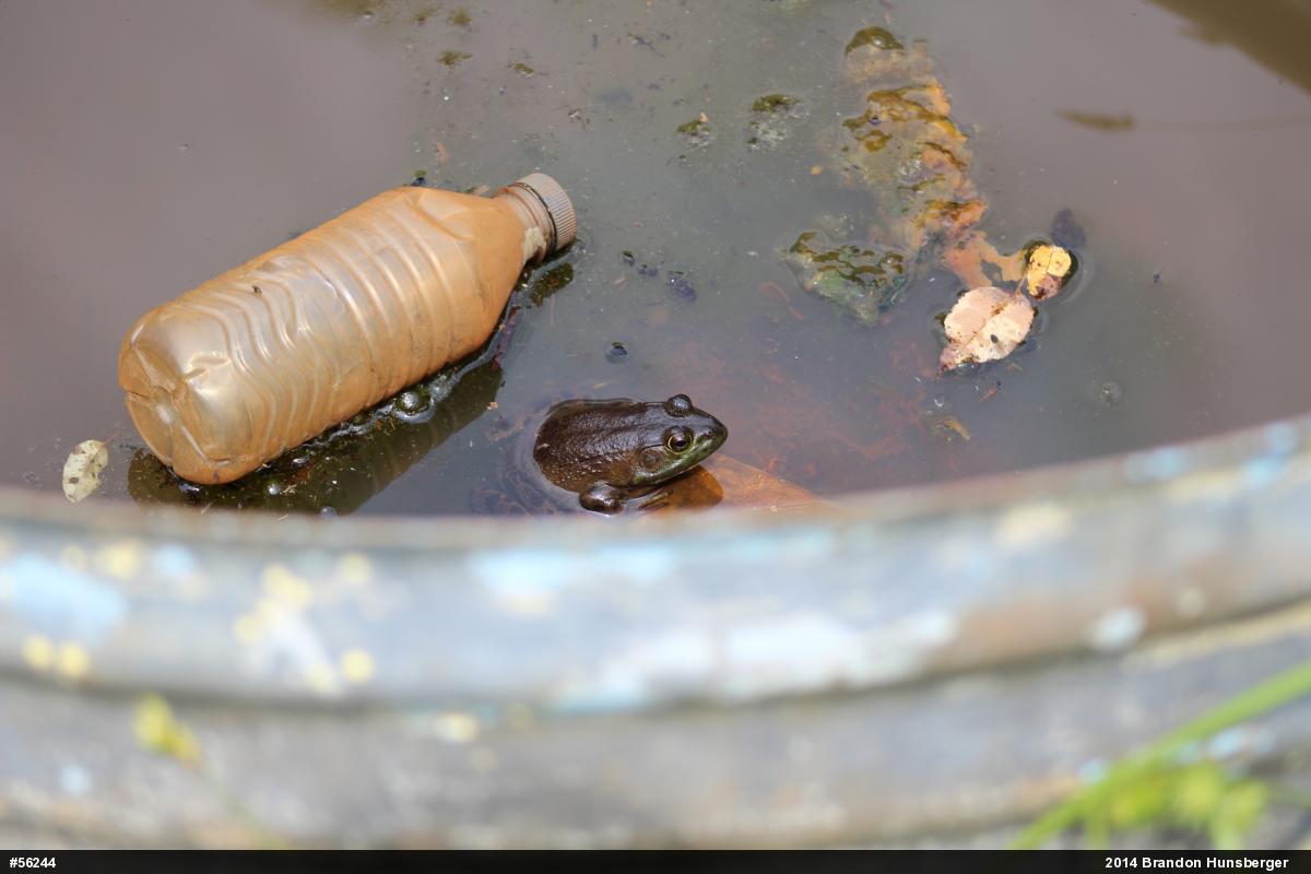 American Bullfrog