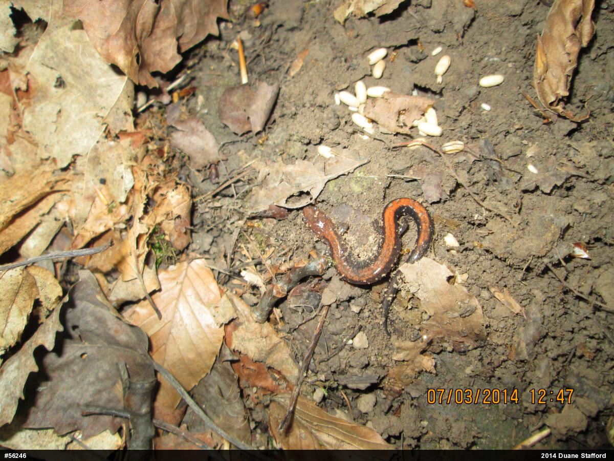 Eastern Red-backed  Salamander