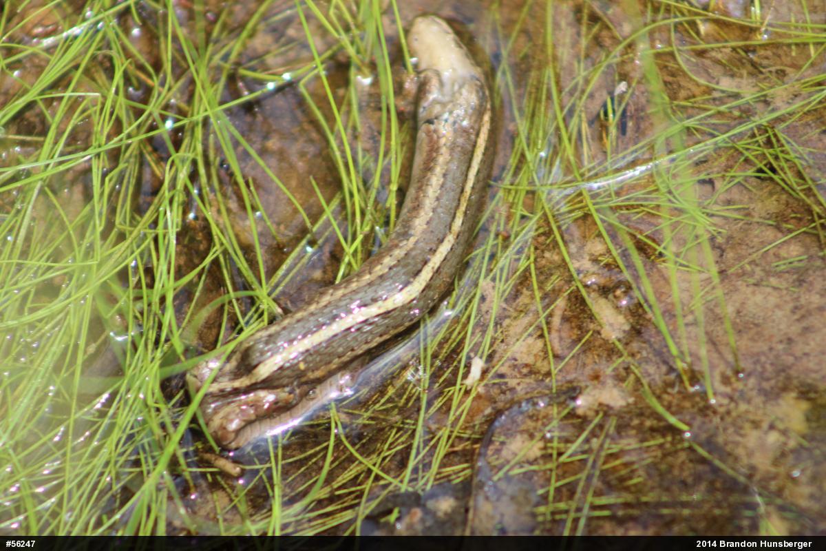 Shorthead Gartersnake