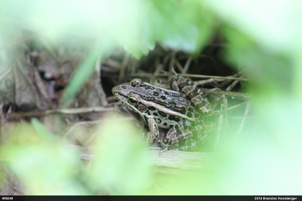 Pickerel Frog