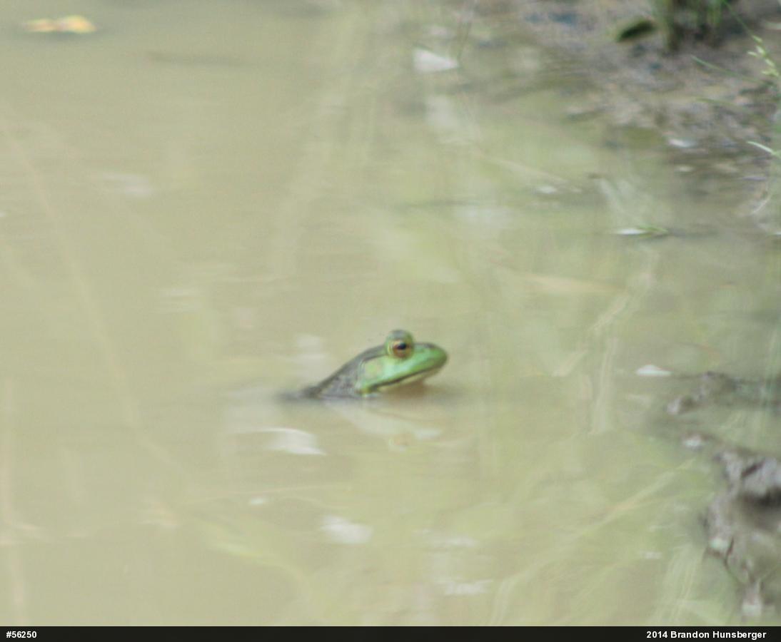 American Bullfrog