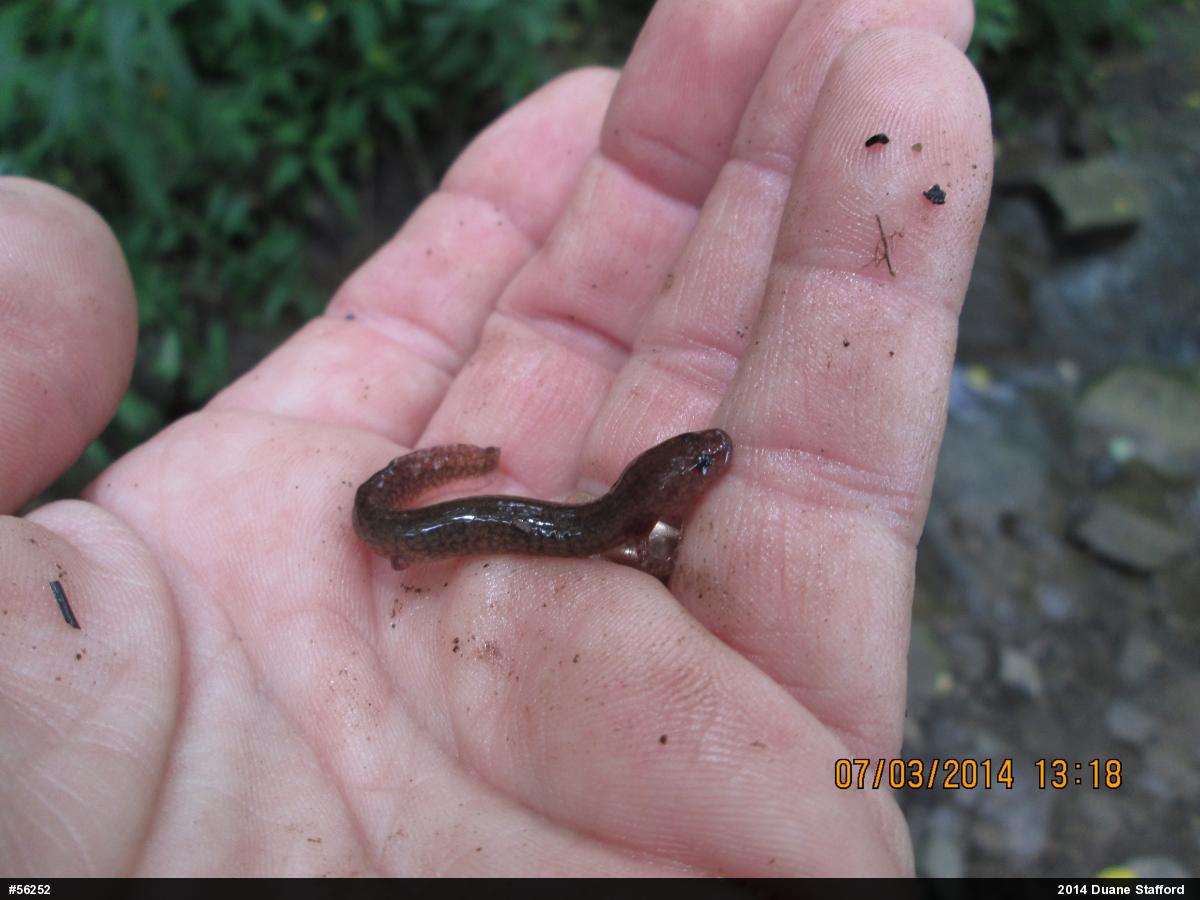 Northern Spring Salamander
