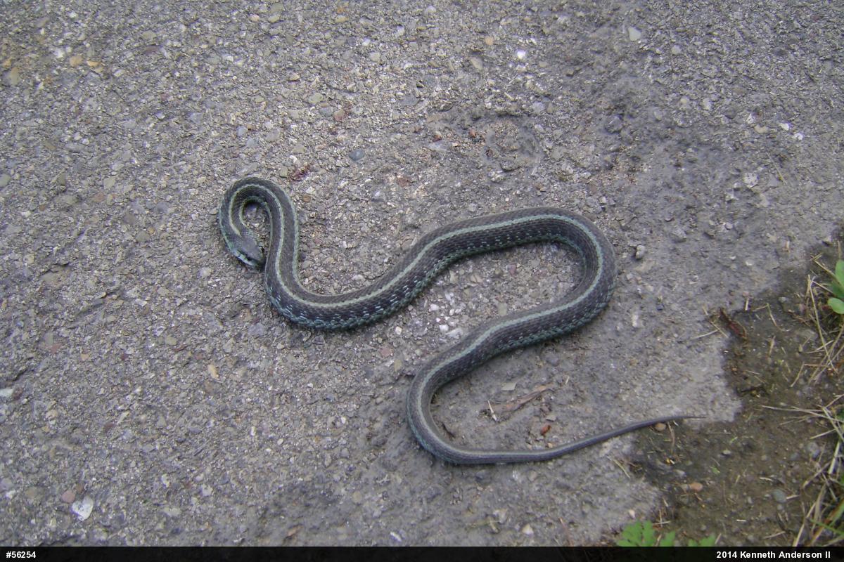 Eastern Gartersnake