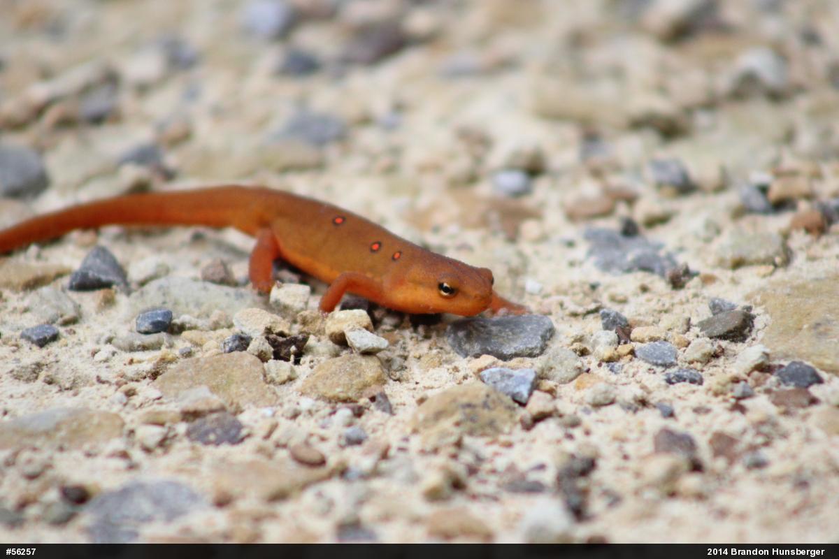 Red-spotted Newt