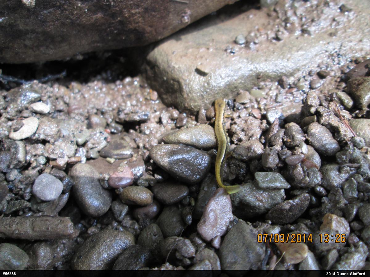 Northern Two-lined Salamander
