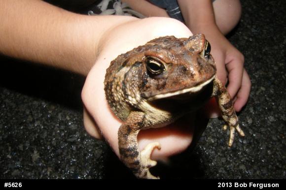 Eastern American Toad