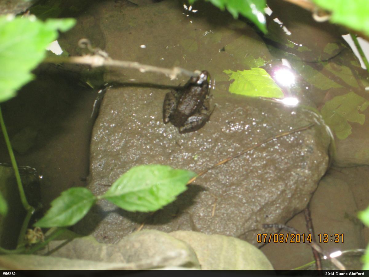 Green Frog