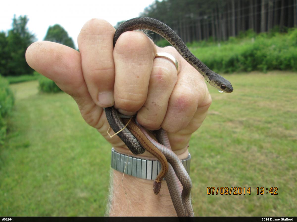 Eastern Gartersnake