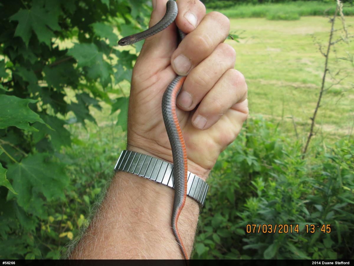Red-bellied Snake