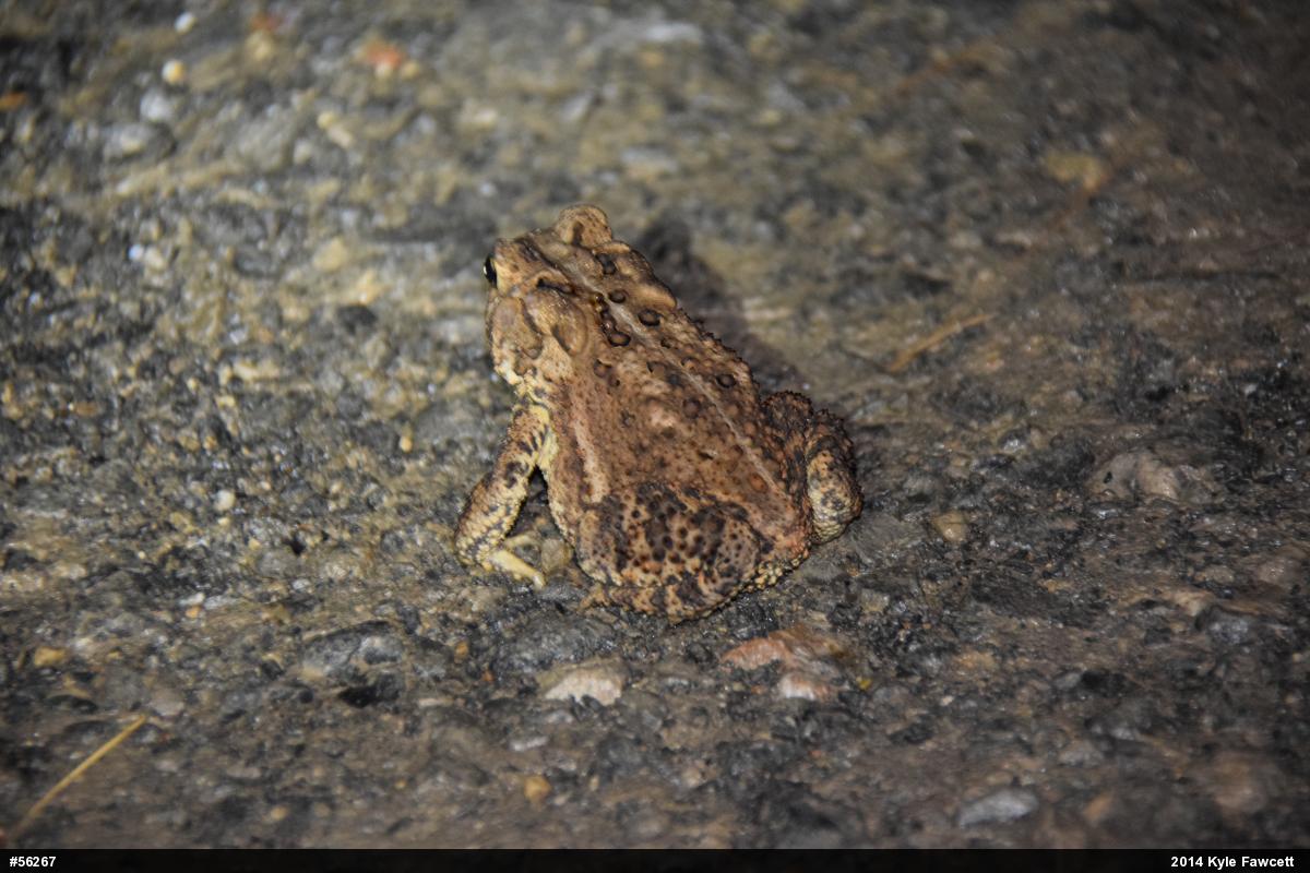 Eastern American Toad