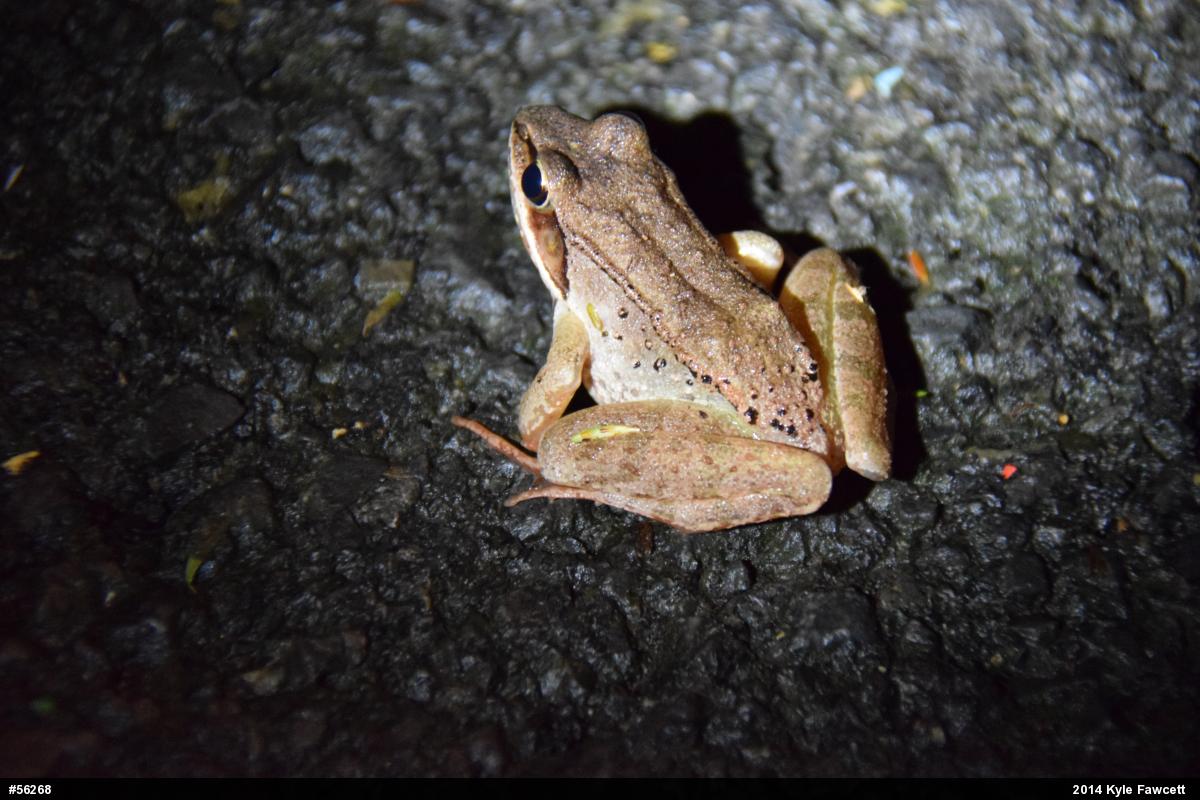 Wood Frog