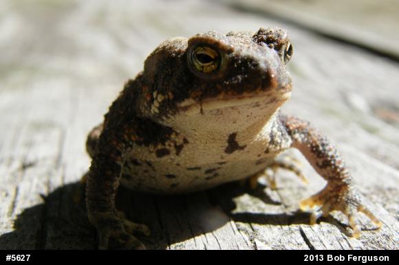Eastern American Toad