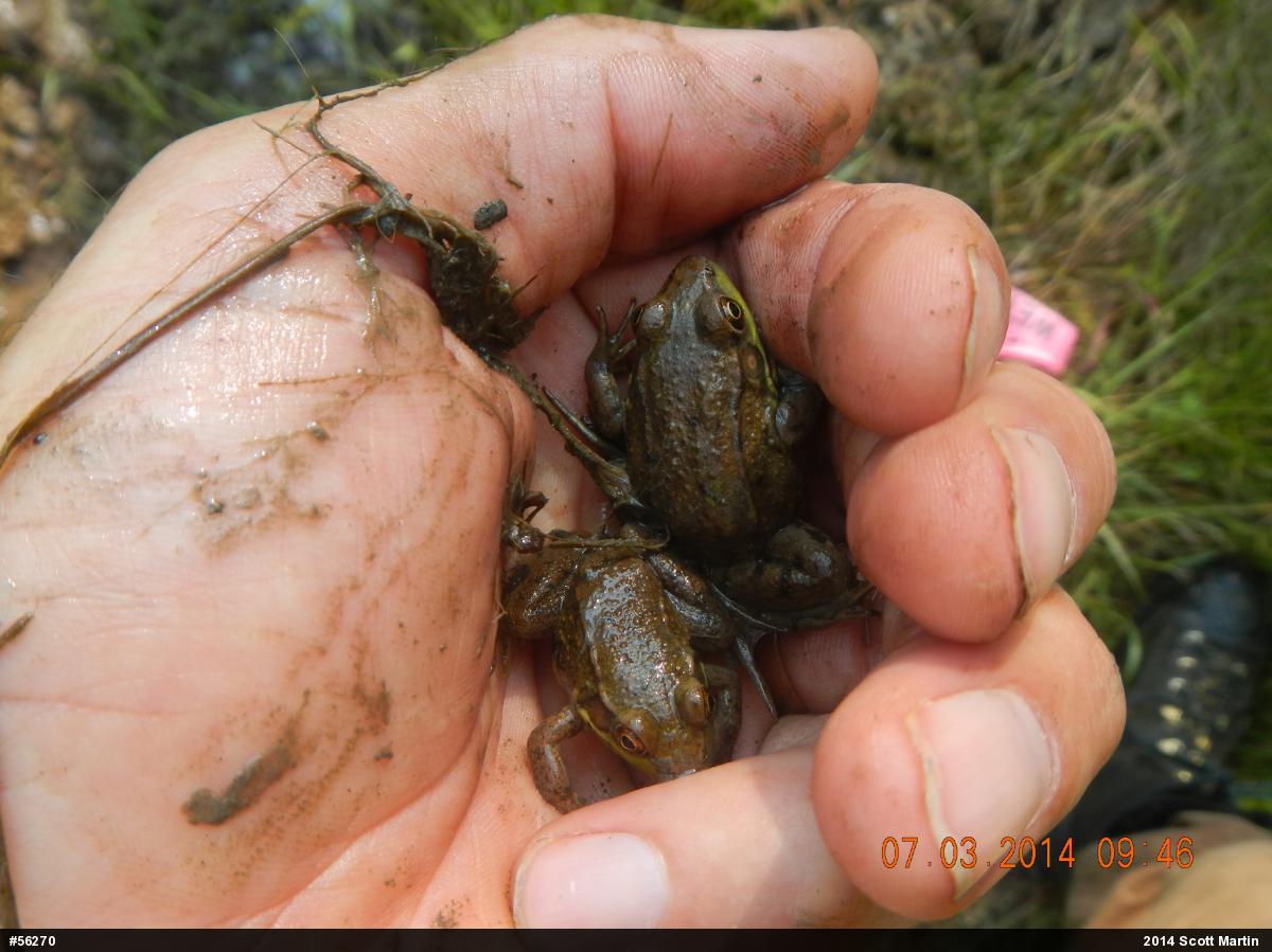 Green Frog