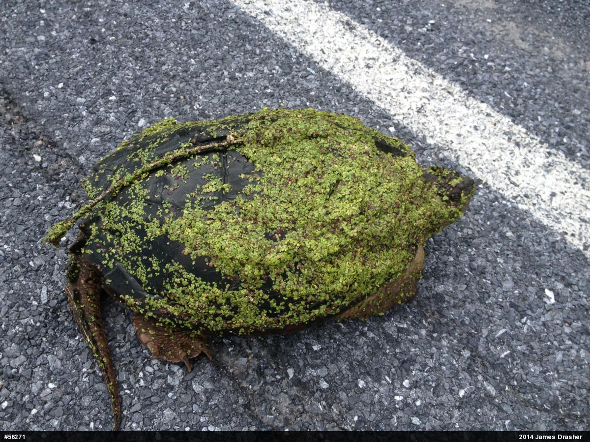 Snapping Turtle