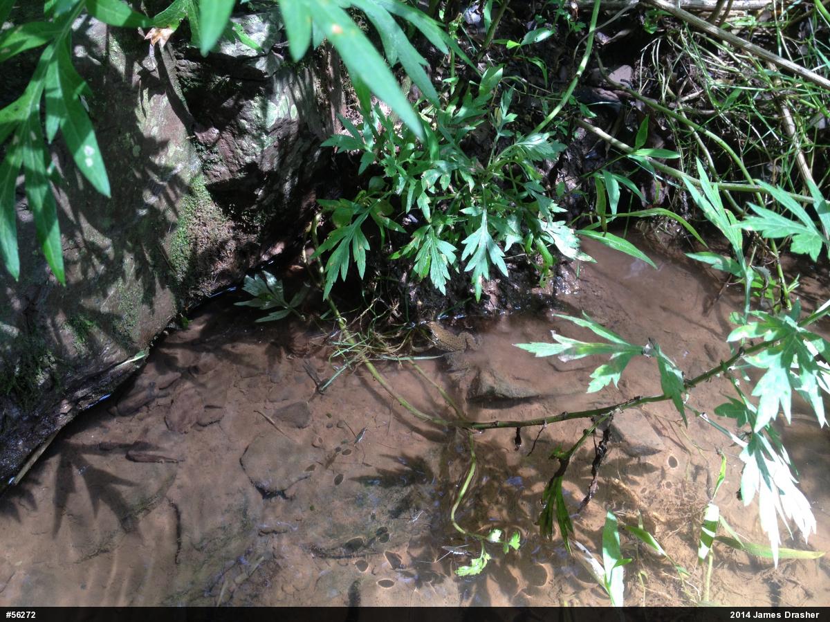 Green Frog
