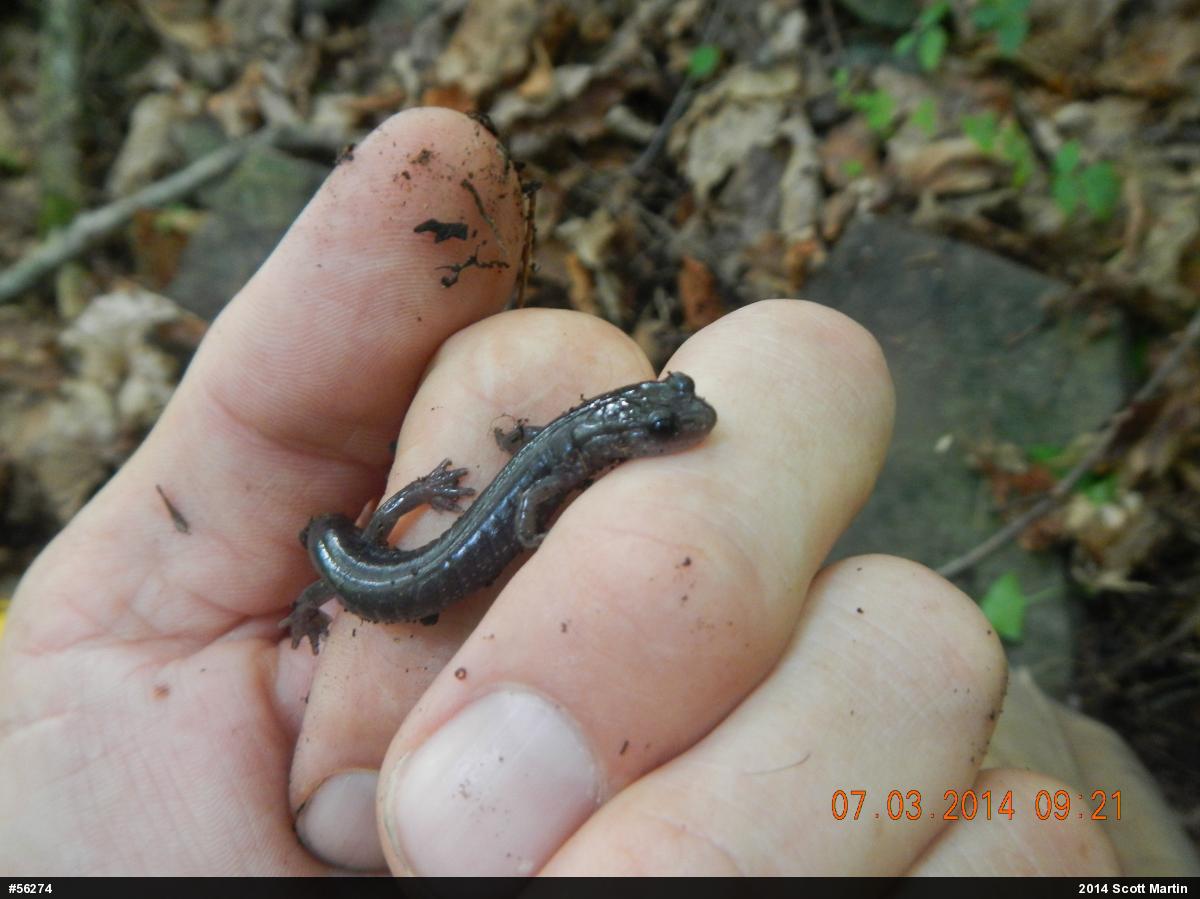 Wehrle's Salamander