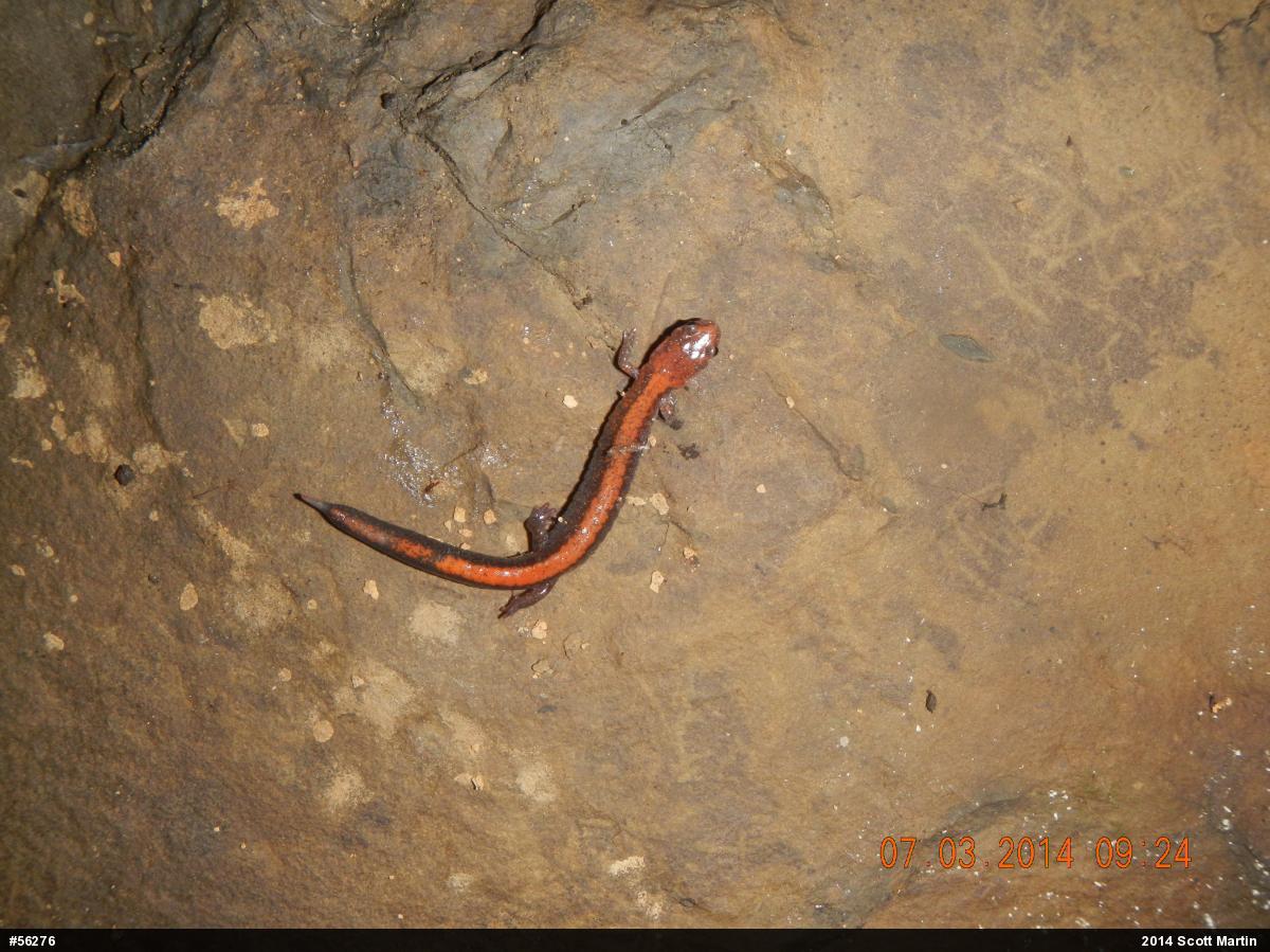 Eastern Red-backed  Salamander