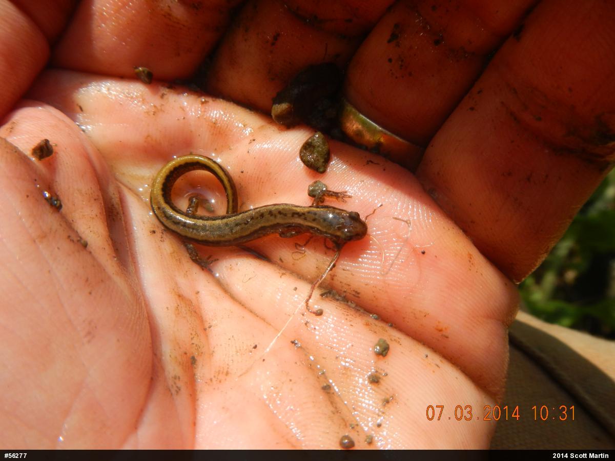 Northern Two-lined Salamander