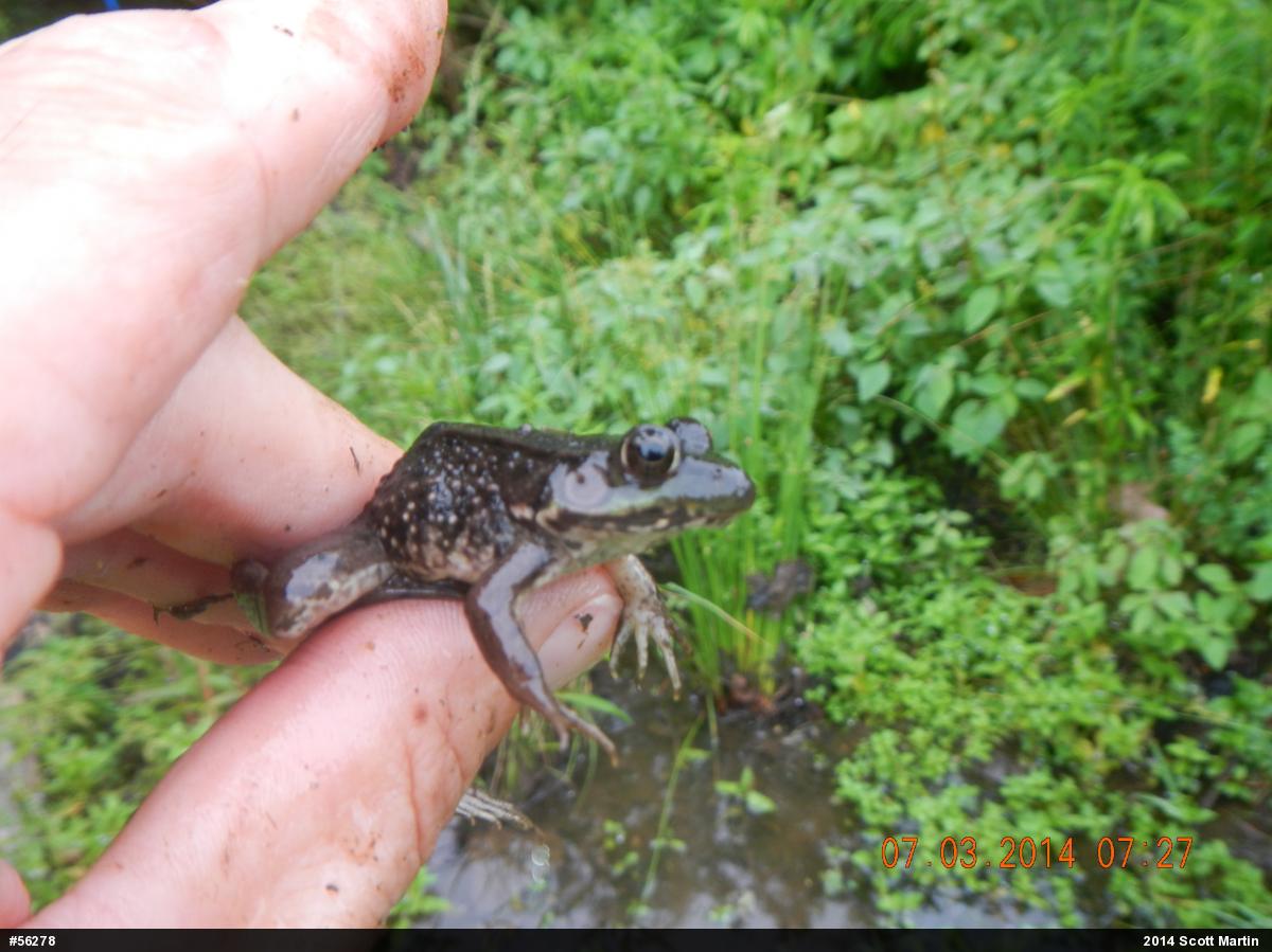 Green Frog