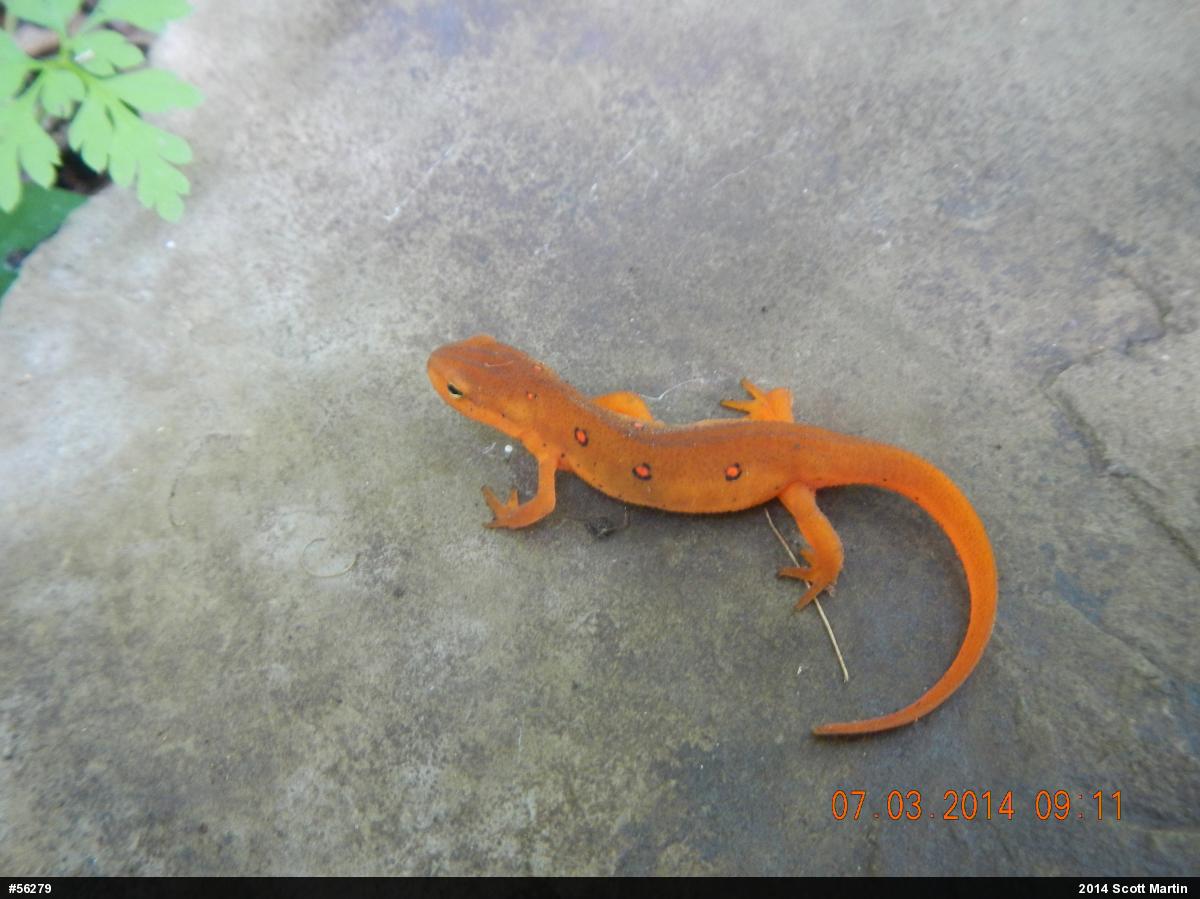 Red-spotted Newt
