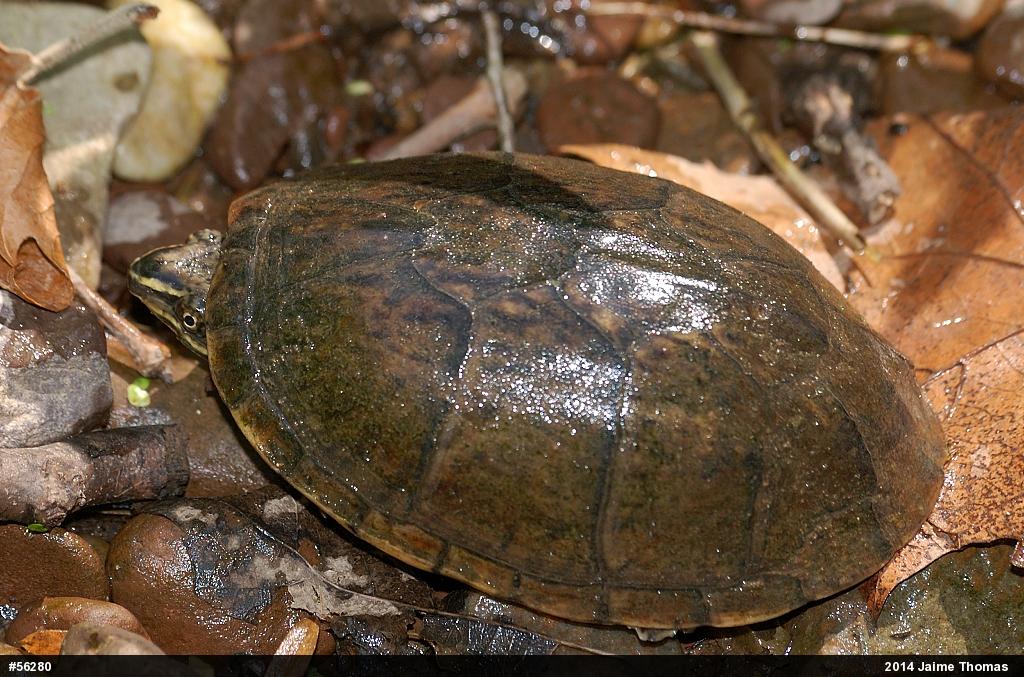 Eastern Musk Turtle