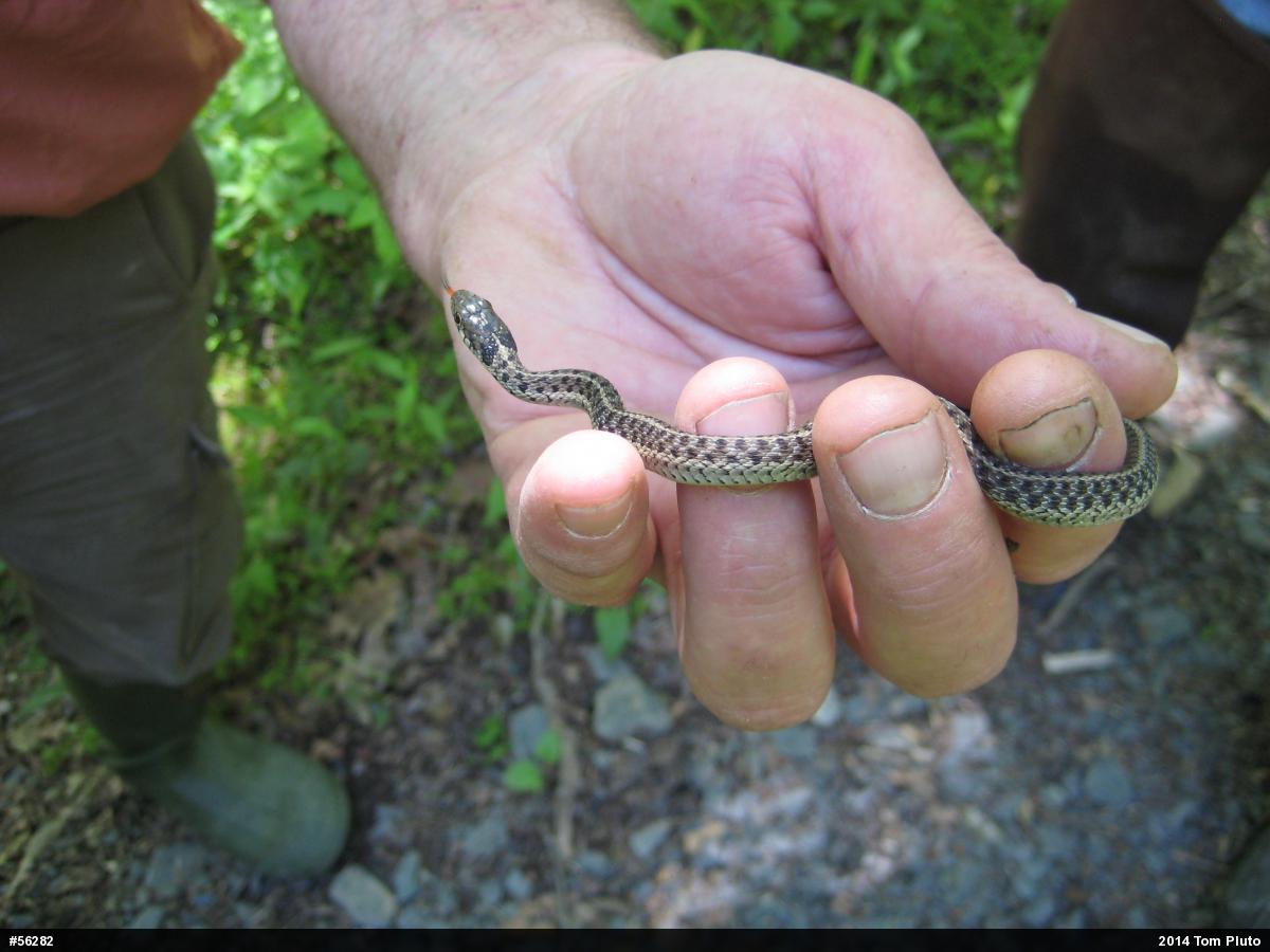 Eastern Gartersnake