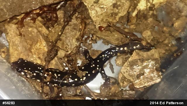 Northern Slimy Salamander