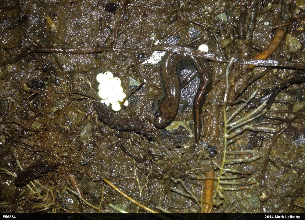 Northern Dusky Salamander