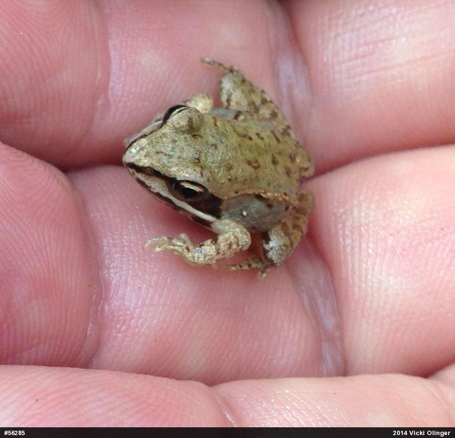 Wood Frog