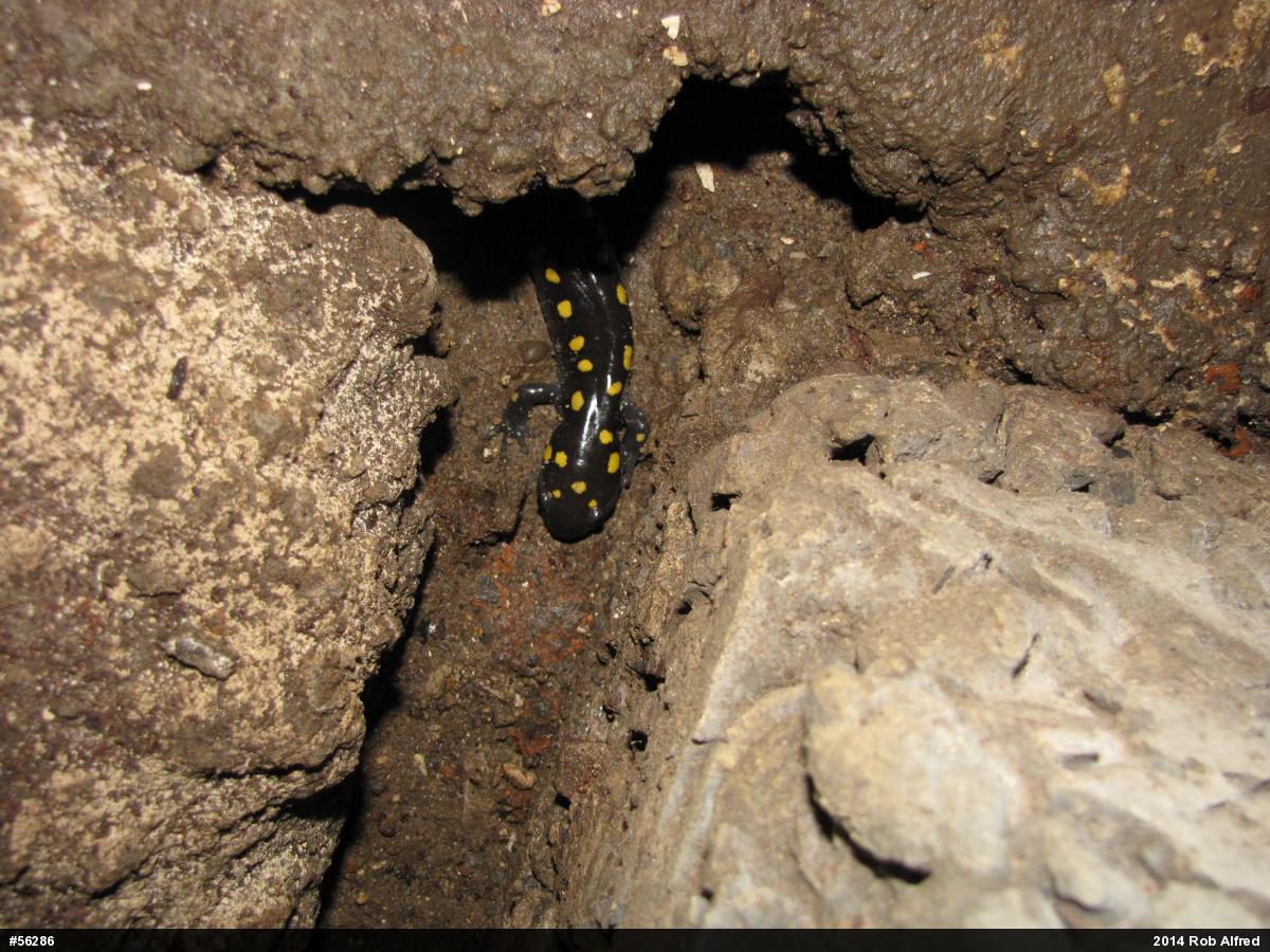Spotted Salamander