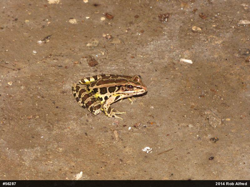 Pickerel Frog