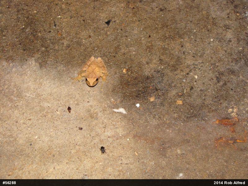 Spring Peeper