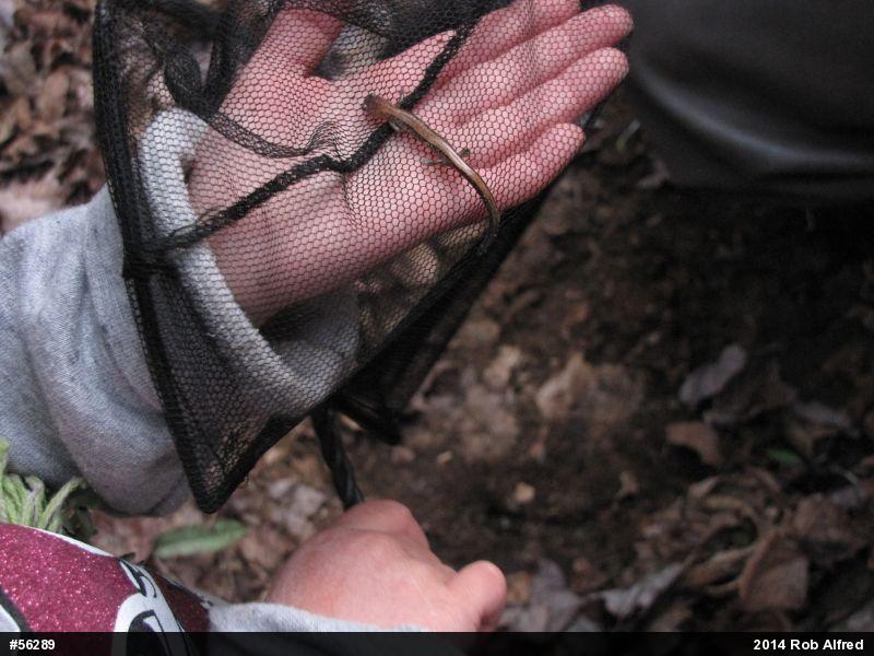 Eastern Red-backed  Salamander