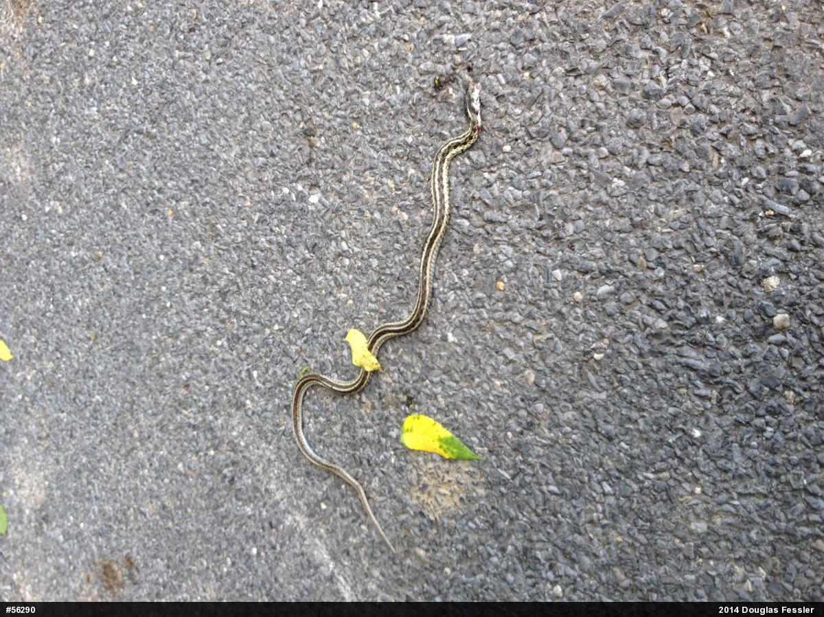 Eastern Gartersnake